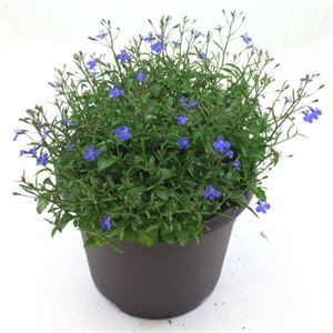 Bild von Lobelia TP26 Bleu